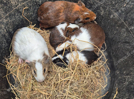 Guinea Pigs looking for new homes