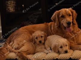 Golden doodle puppies