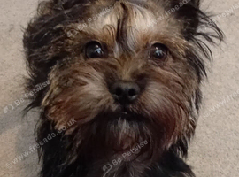 9 month old puppy looking for forever home
