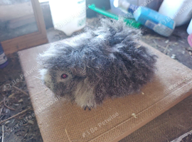 Alpacas sows