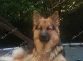 German  Shepherd