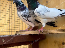 *** Beautiful pair of highflyer for sale ***
