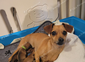 Mixed breed dachsund puppies