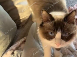 ragdoll girl for sale