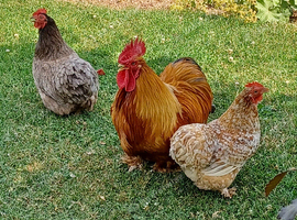 Free to a good home 4 Bantam hens and one cockeral