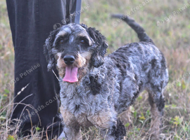 Jasper - five-year-old Labradoodle