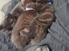 Beautiful Kittens Looking for Their Forever Homes