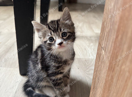 Kittens