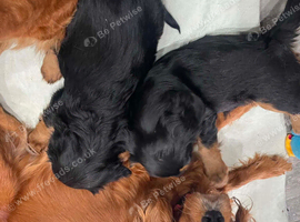 Cavalier King Charles poppyS