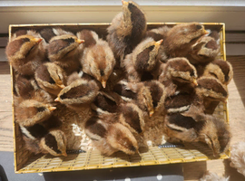 Olive Egger chicks