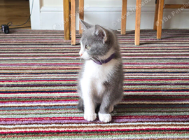 British shorthair kittens - open to offers