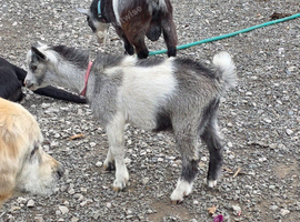 5 male pygme goats