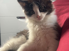 kitten