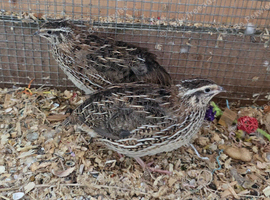 3 Japanese quails - female