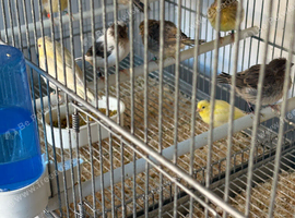 Spanish RAZA canarys for sale