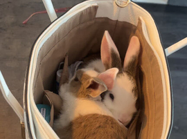 Rabbit