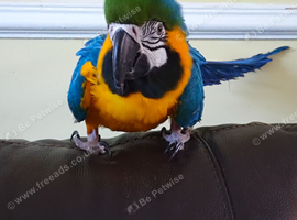 Female macaw