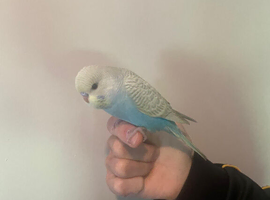 Hand tame baby budgies