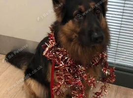 Stud dog