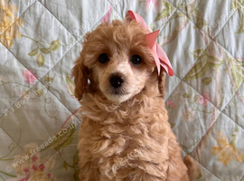Extensively Health Tested kc toy poodle puppies