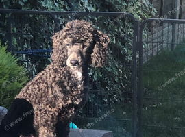 Handsome mini poodle looking for Hes forever sofa