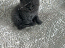 Gorgeous British Shorthair Kittens