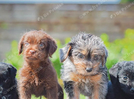 Miniature Patterpoo&rsquo;s