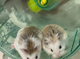 Two female hamsters