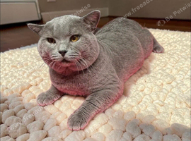 Proven British Shorthair Male &ndash; For Sale