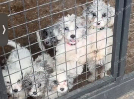 Stunning cockpoo puppies
