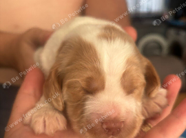 Two cocker spaniel puppy&rsquo;s born 07/07/26 _***only white girl left***