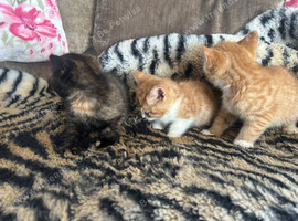 3 beautiful fluffy bsh x kittens looking for forever homes