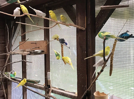 Two hen budgies wanted