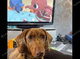 10 month old dapple minature dauchound