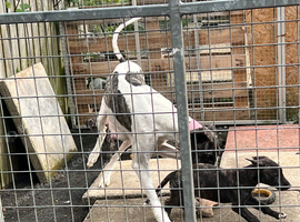 Six weeks old Luckcher pups Suluky bull greyhound