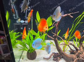 Discus