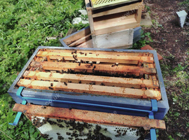 Queen 2026 and Bee Colony on 5 Jumbo National Frames (10x14)