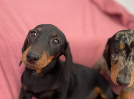 Miniature dachshund puppies