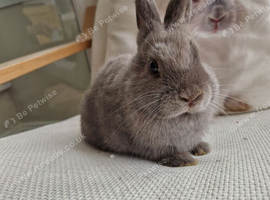 Netherland dwarf cross mini