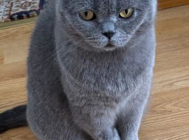 For sale British Short Hair cat.