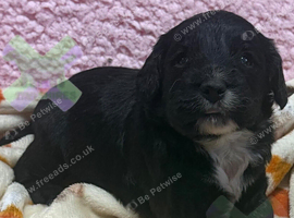 F1 mini cockapoos 30 dna health tested clear