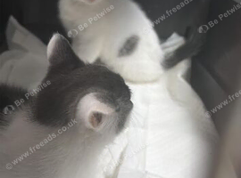 2 kittens