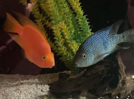 caprintis cichlid