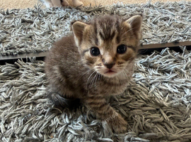 5 beautiful kittens for sale