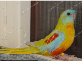 Looking for a male dilute yellow turquoise parakeet
