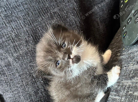 Beautiful black and white kittens