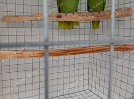 Yellow crowned amazon's