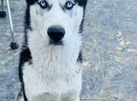 10 month Old 2 Siberian Husky &ndash; Loving & Friendly