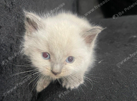 4 Beautiful Kittens for sale