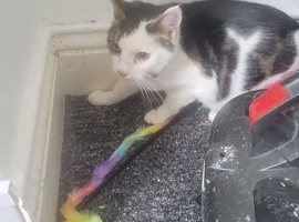 7 month old bengal kitten needs a loving home